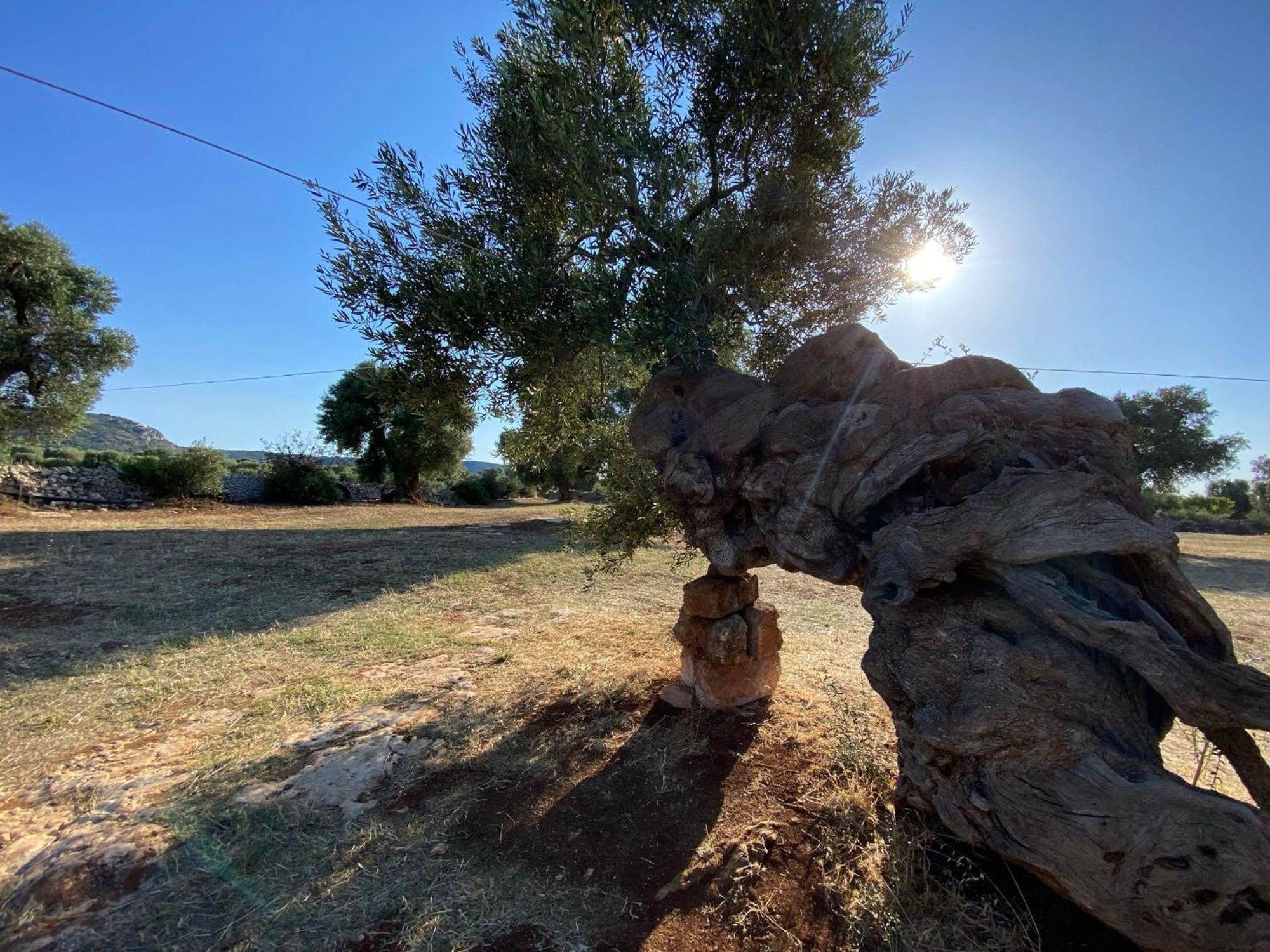 Racconti Di Pietra Bed & Breakfast Conversano Dış mekan fotoğraf